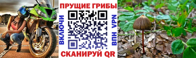 цена   Курск  Псилоцибиновые грибы прущие грибы 